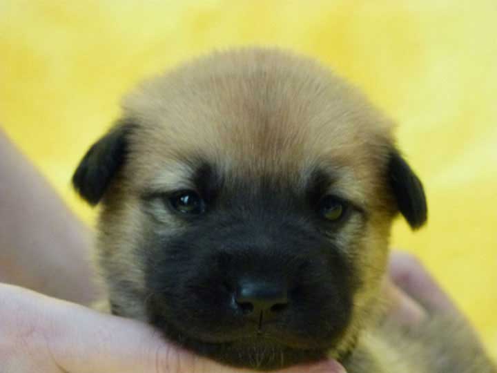 chinook puppy